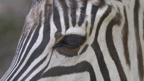 toma de detalle macro que muestra el ojo de una cebra salvaje en la naturaleza, imágenes de animales de alta calidad