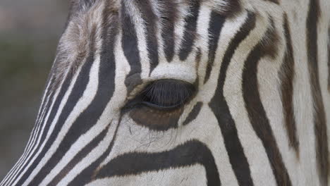 macro detail shot showing eye of wild zebra in nature,prores high quality footage of animals