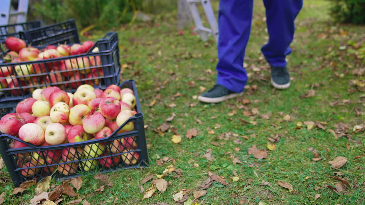 Close up of male farmer picking apples on farm. Handsome farmer harvesting red apples.