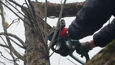 People prune down thick branch of apple tree in late autumn season