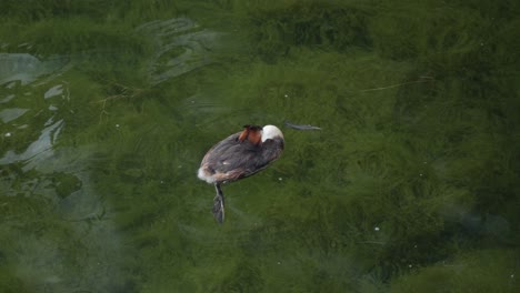 el pájaro parece estar profundamente dormido moviéndose suavemente a lo largo de la superficie del agua