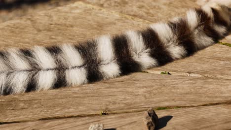 lemur moving on a wooden platform