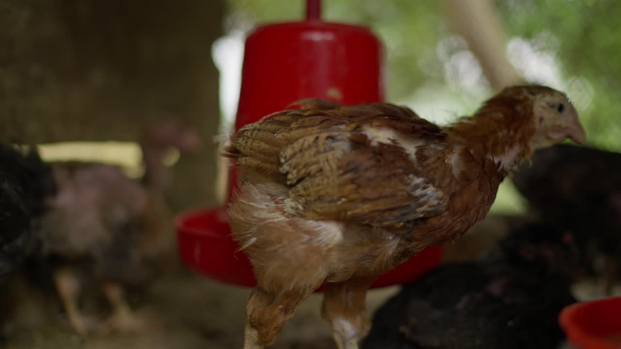 Filmati di pollame con galline nei pollai, mentre si nutrono e svolgono le loro routine quotidiane, evidenziando le operazioni dei villaggi rurali e la gestione tradizionale del pollame.