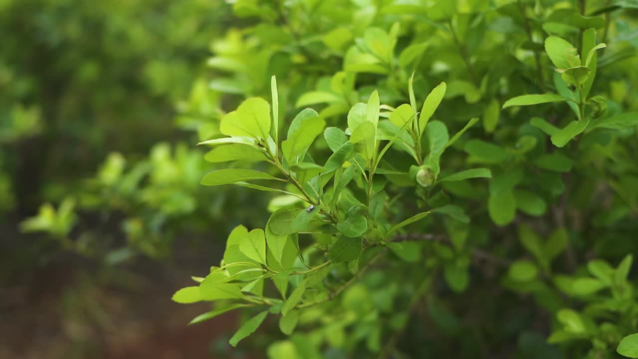 cubierta de biodiversidad forestal de yerba mate verde en cámara lenta