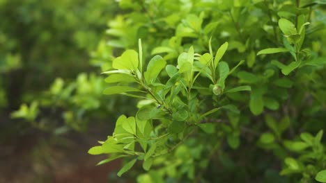 slow motion green yerba mate forest biodiversity cover