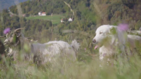 white dog shepherd in front of a group of cashmere sheep