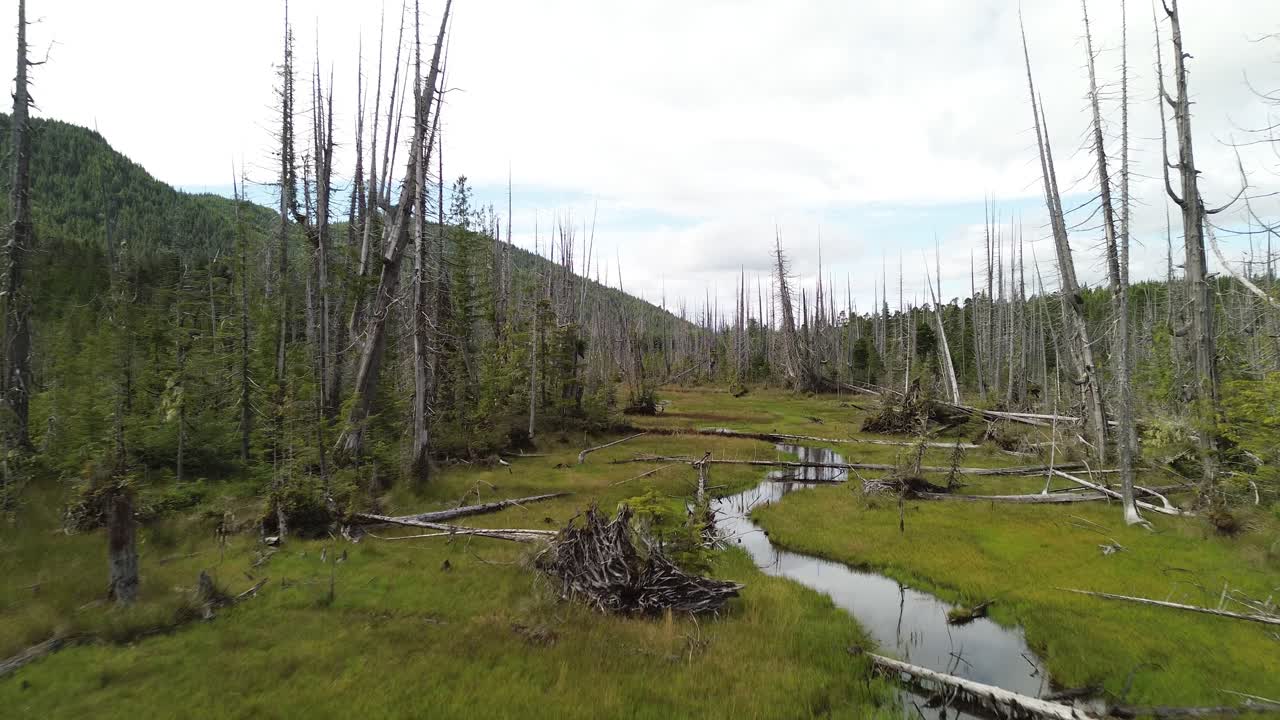 deforestación de bosques con un arroyo que atraviesa el paisaje en la isla de moresby, columbia británica, canadá