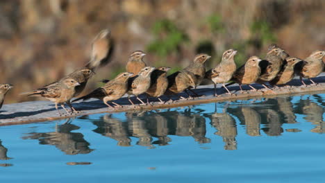 una bandada de alondras de color leonado muy juntas en el borde de una piscina bebiendo durante la luz de la mañana