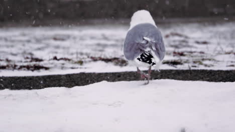 heron gull in snow walking away from camera, snowy beach