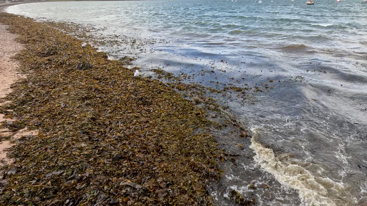 Gentle waves roll onto a kelp and seaweed-covered shoreline under natural daylight, with a steady camera capturing the coastal environment in Cromarty, Scotland
