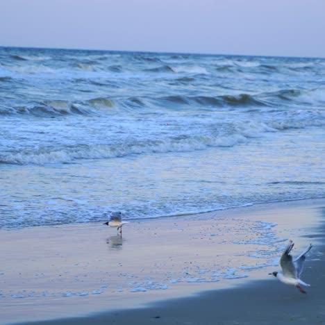 seagulls flying on seashore
