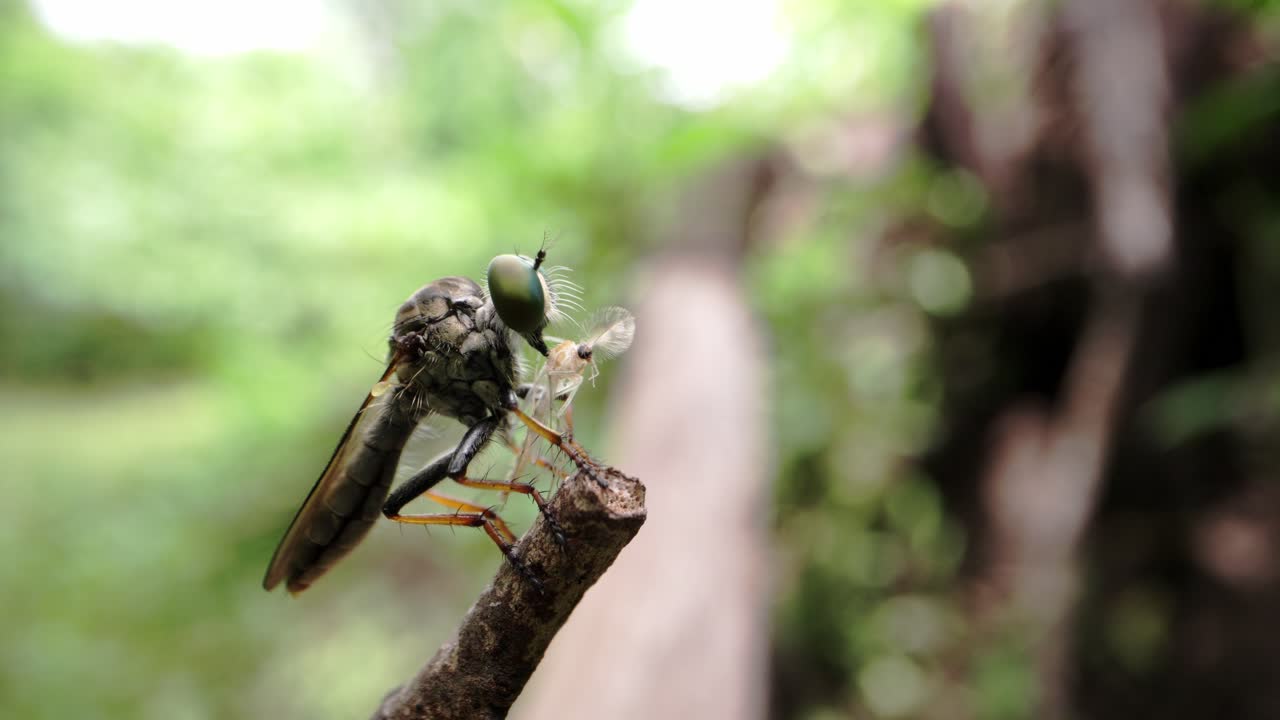 Robber Fly Injecting Saliva and Feeding on Midge – Predatory Fluid Extraction