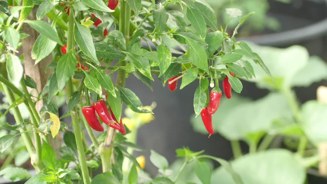 pimientos rojos en la planta en el jardín