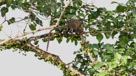 Moviéndose-Hacia-La-Derecha-Buscando-Comida-Y-Luego-Hacia-La-Izquierda,-Civeta-De-Palma-De-Tres-Rayas-Arctogalidia-Trivirgata,-Tailandia