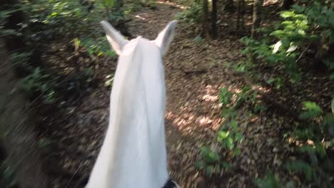 First-person-camera-point-of-view,-riding-a-white-horse-at-a-fast-trot,-through-a-tropical-rainforest-trail-in-Costa-Rica