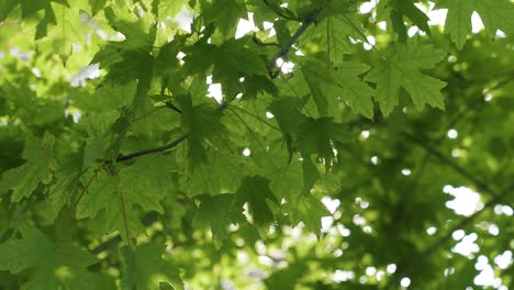 Close-up-of-large-green-maple-leaves-with-sun-rays-shining-in-and-out-through-the-branches-in-slow-motion