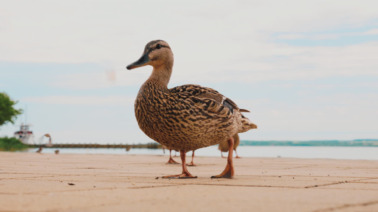빵을 먹는 오리