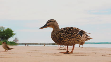 ducks eating bread