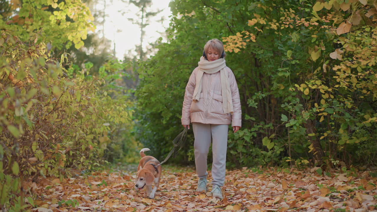 close up of woman walking dog along autumn forest trail carpeted with dry leaves, cozy jacket and scarf, gentle sunlight filtering through foliage, pet companion on leash