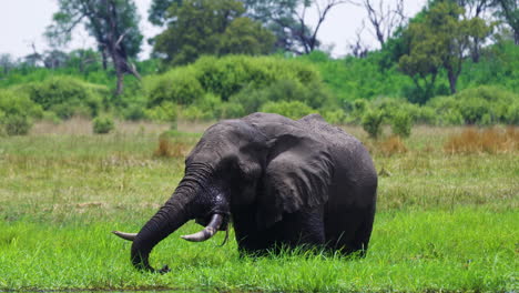 lone african savanna elephant grazing green grass in the marsh at summer in moremi game reserve, botswana
