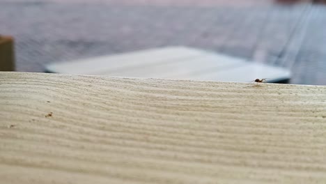 Close-Up-Small-Spider-Walking-on-wood-in-a-Urban-Environment-with-People-passing-by