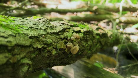 young oyster mushrooms growing on fallen log with rough bark in fall time