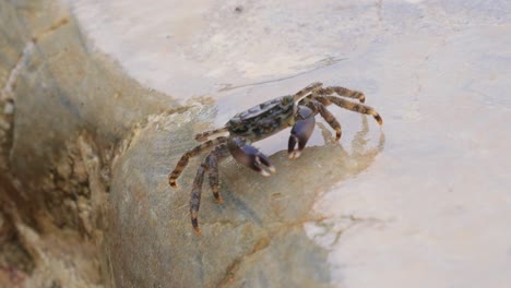 Pachygrapsus-Marmoratus-Es-Una-Especie-De-Cangrejo,-A-Veces-Llamado-Cangrejo-De-Roca-Jaspeado-O-Cangrejo-Jaspeado,-Que-Vive-En-El-Mar-Negro,-El-Mar-Mediterráneo-Y-Partes-Del-Océano-Atlántico.