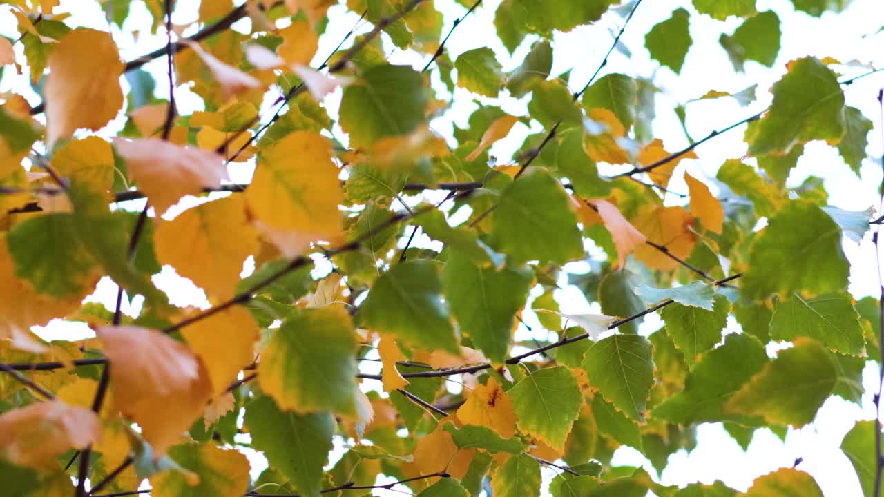 바람에 부드럽게 흔들리는 다채로운 잎