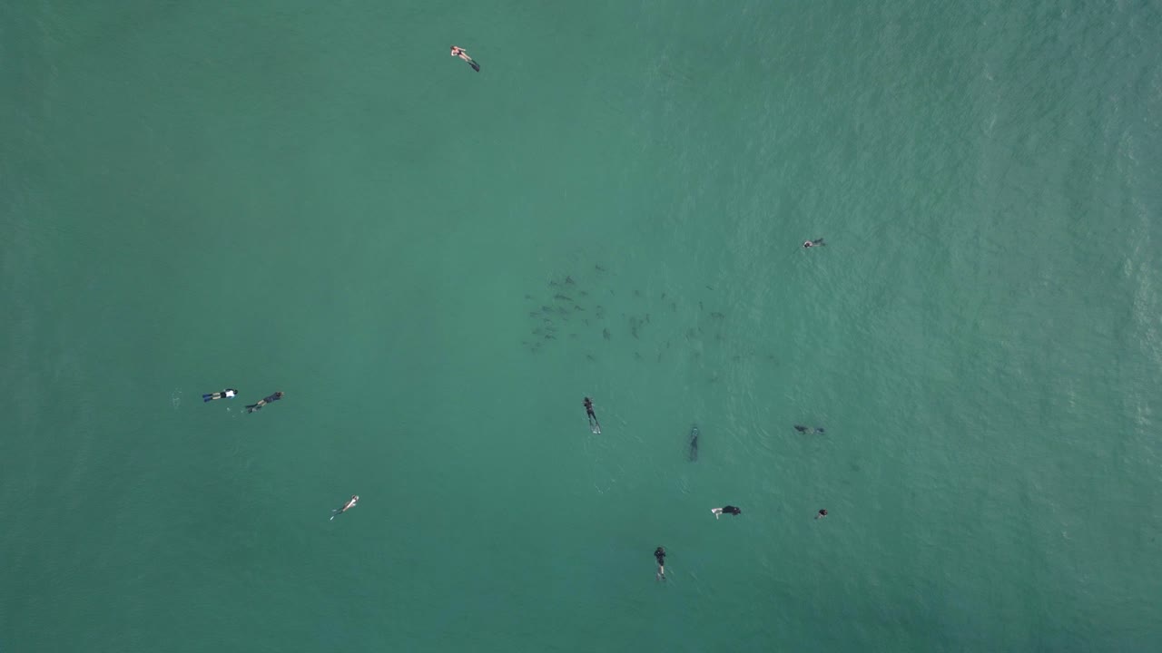 바다 애호가들이 멸종 위기에 처한 망치머리 상어 무리와 함께 인기 있는 휴양 해변에서 수영을 합니다.