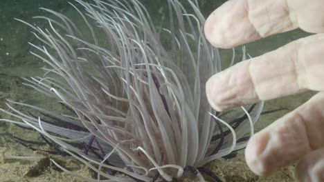 tentáculos venenosos de una criatura submarina se envuelven alrededor de los dedos de un buzo