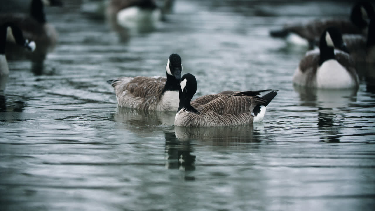 gansos canadienses salvajes acicalándose en agua fría del lago