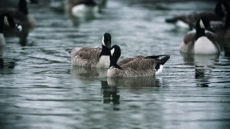 wild canadian geese preening in cold lake water