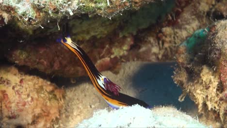 nembrotha purpureolineolata close up on tropical coral reef