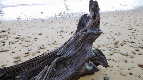 Pan-reveals-details-of-gnarled-old-driftwood-tree-on-sandy-beach