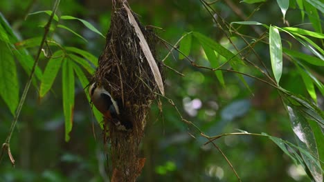 see hanging outside of its nest checking out for its nestlings with in the the forest with a bamboos, silver-breasted broadbill, serilophus lunatus, kaeng krachan national park, thailand