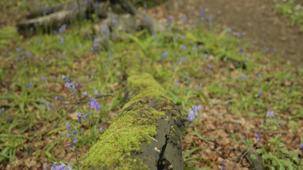árbol caído de musgo rodeado de campanas azules, alejarse, acercarse, cámara lenta