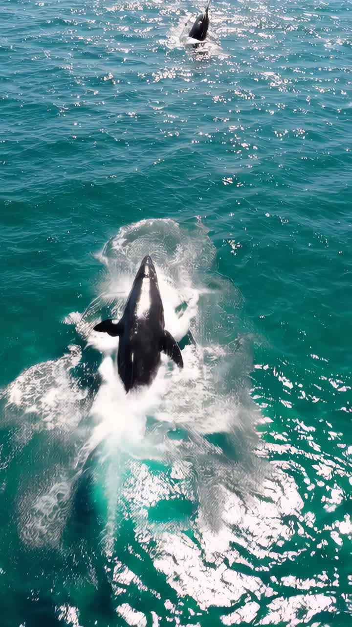 바다 에서 점프 하는 돌고래 들
