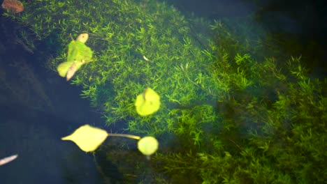 algae with bright green colors on the bottom of canal with clear water streaming and yellow leaves floating