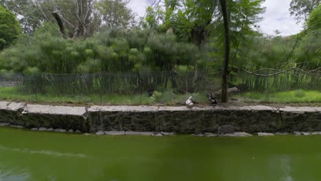 Enten-In-Einem-Parksee