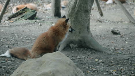 fox shakes off his body behind the tree within the zao fox village in miyagi, japan