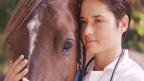 vet taking care of a horse