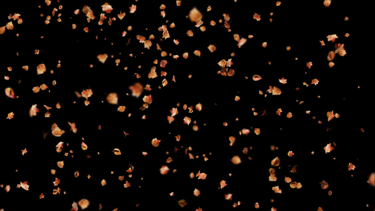 Leaves falling on black background loop