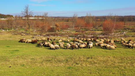 sheep on autumn landscape. herd of domestic animals grazing on field. fluffy sheep eating grass on a meadow. livestock concept.