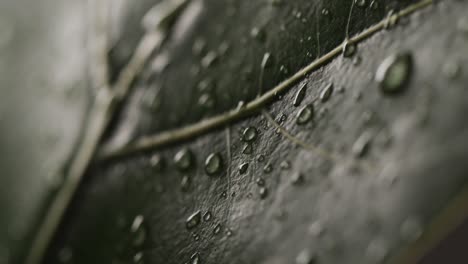 Micro-video-of-close-up-of-leaves-and-water-drops-with-copy-space