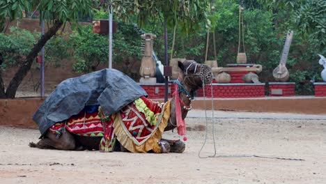 pet camel sitting in cloth and halter at outdoor