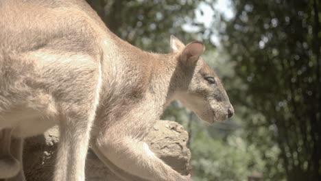 Plano-Medio-De-Wallaby-Que-Se-Para-Y-Come,-Cardán-Estabilizado