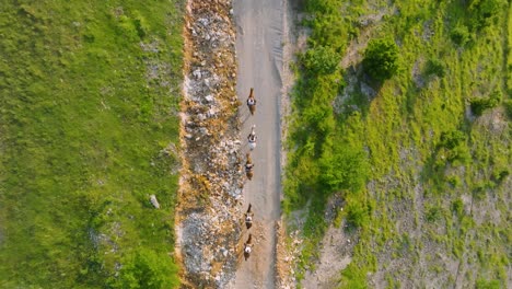 Horse-and-riders-walking-on-a-street-in-the-nature,-sunset-aerial-top-down-view