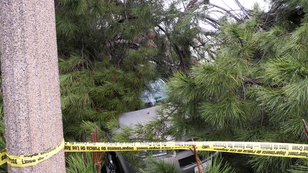 나무와 이웃에 깔린 자동차