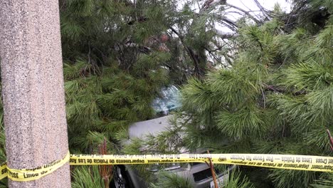 coche aplastado por árbol n barrio