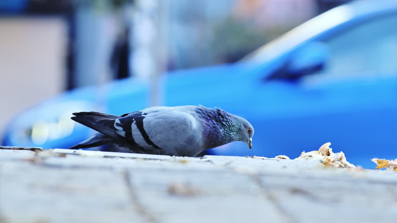 Grey pigeon pecks bread crumbs slowly on Kosovo street as driving cars blur past
